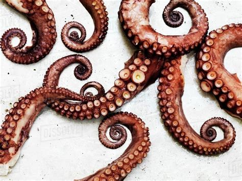 octopus tentacles.